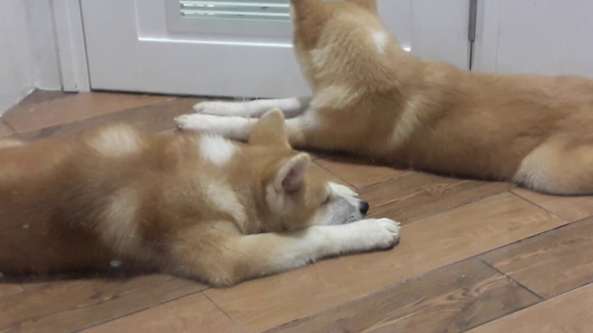 35|| CÁC EM CHÓ QUÝ HIẾM (35tr/con)- ở Siêu thị AEON TÂN PHÚ, Tp.Hcm_#KC