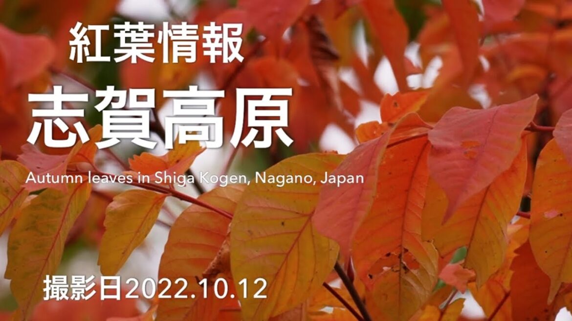 紅葉情報　志賀高原の紅葉Autumn leaves in Shiga Kogen, Nagano, Japan 撮影日2022.1012