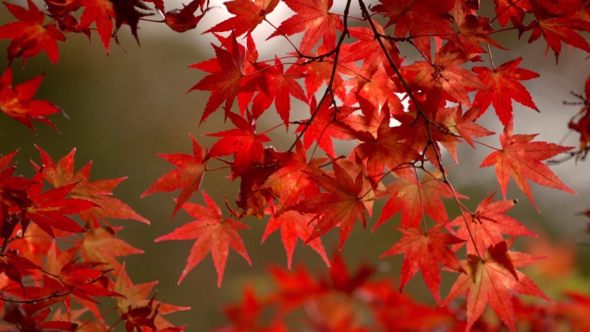 Enjoying the Autumn Colors