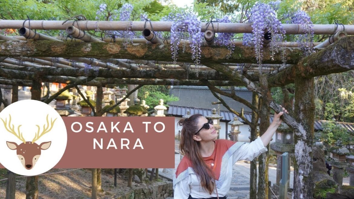 ALL THERE IS TO LOVE ABOUT JAPAN (A DAY IN NARA) ALL THERE IS TO LOVE ABOUT JAPAN (A DAY IN NARA)