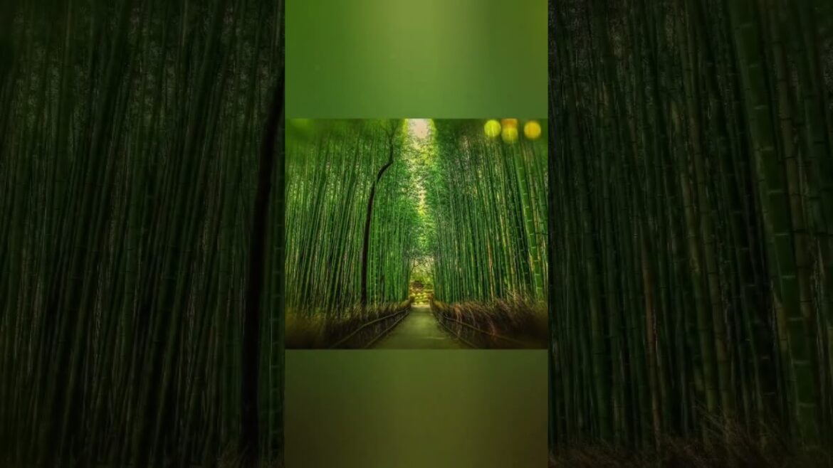 Beautiful Kyoto 😍 #kyoto #kyototrip #japan #japantravel #beautifuljapan