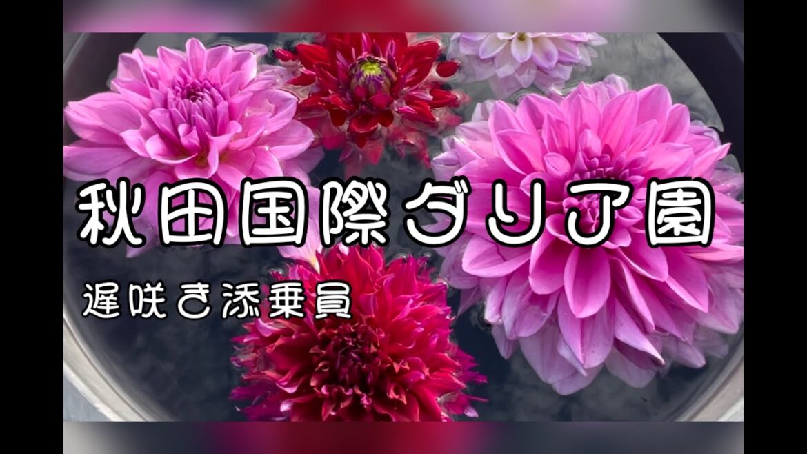 遅咲き添乗員〜秋田国際ダリア園 Akita International Dahlia Garden 遅咲き添乗員〜秋田国際ダリア園 Akita International Dahlia Garden