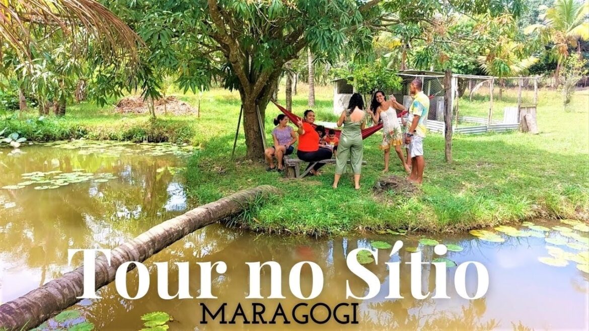 Riquezas de uma vida no sítio – Maragogi AL Riquezas de uma vida no sítio - Maragogi AL