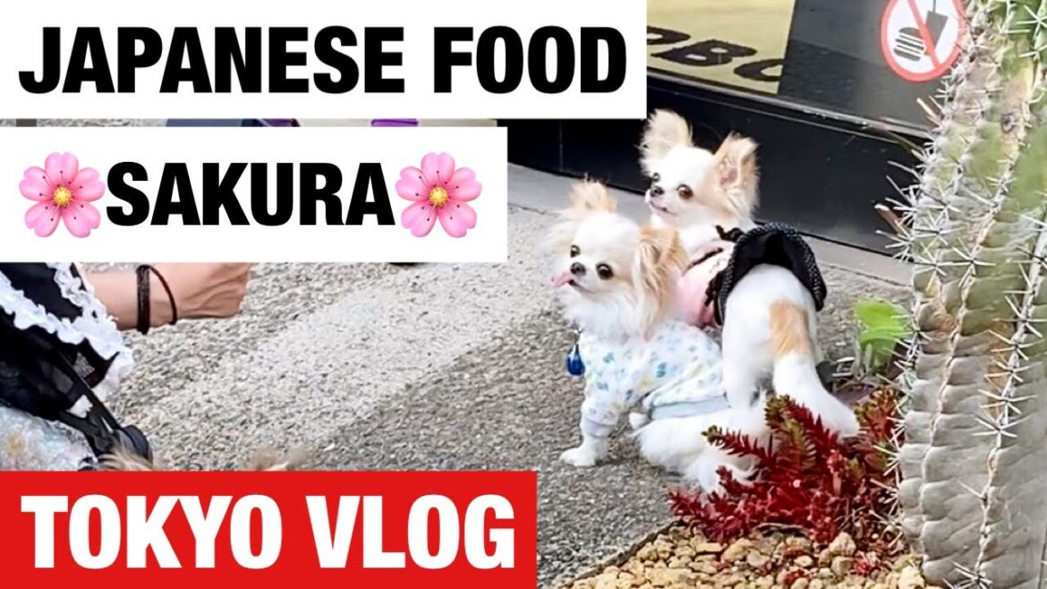Spring in TOKYO — Cherry blossoms, unusual Japanese food & some cool places to see / JAPAN VLOG