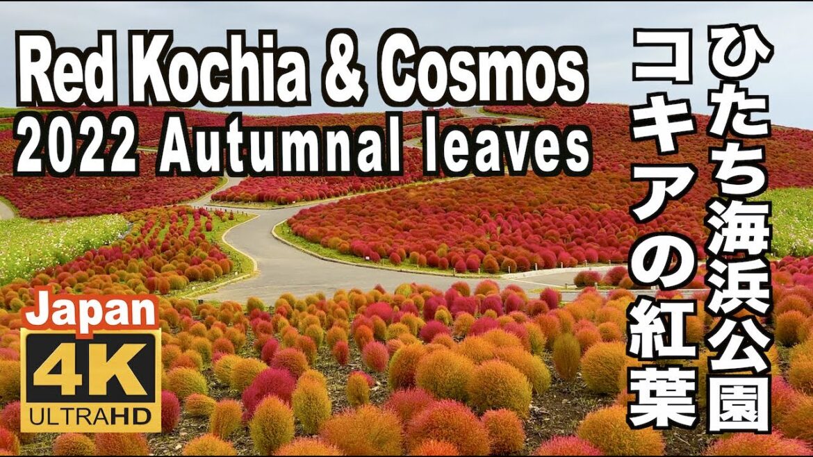 2022 ひたち海浜公園のコキア&コスモス Kochia & Cosmos at Hitachi Seaside Park in Autumn 紅葉の名所 日本の紅葉  Autumnal leaves