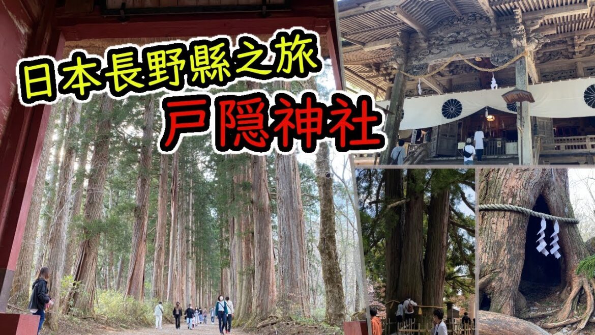 一整排超過400年的巨大神樹！長野縣戸隠神社（Togakushi Jinjya） ※2022/5/5