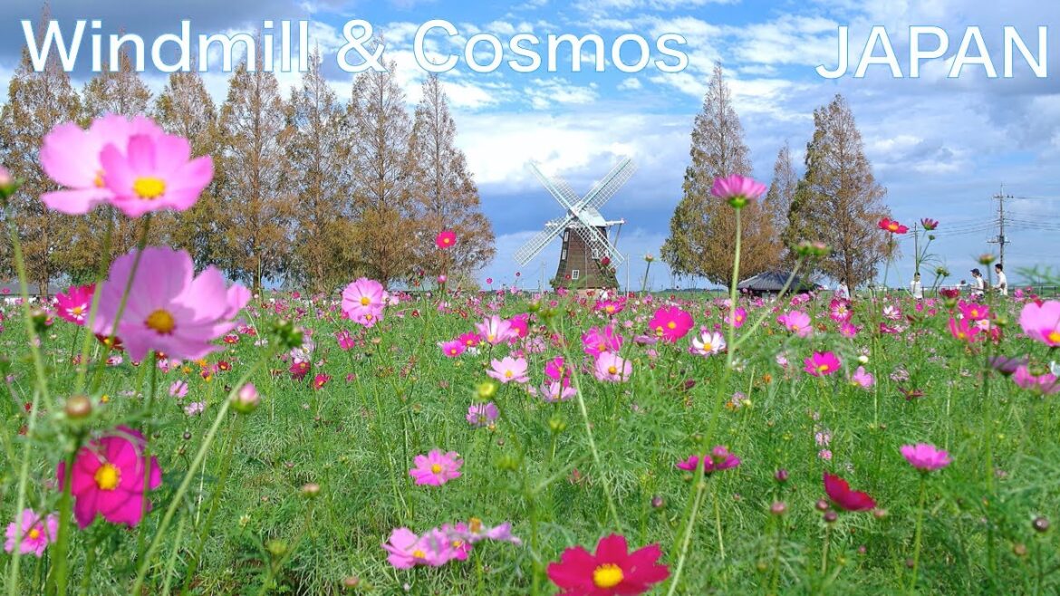 【JAPAN】4K Walk in Cosmos field near Tokyo　Flower landscape in October　Cosmos & windmill　JAPAN TRAVEL