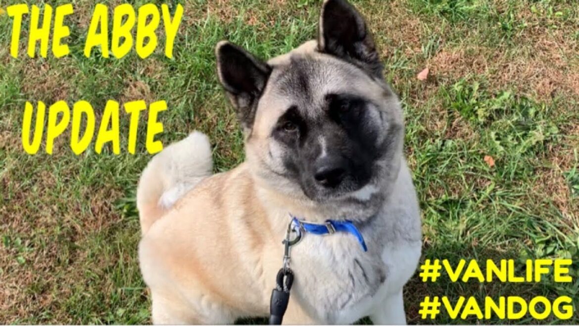 The Abby Update The Abby Update