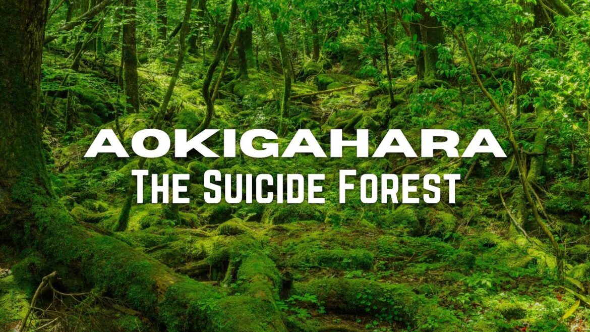 Aokigahara Forest: The Suicide Forest - 2022 | Japan