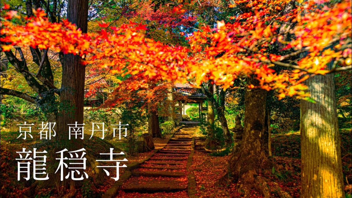【Trip to Kyoto】龍穏寺｜京都 紅葉の穴場 ｜園部 ｜4K｜Ryuonji Temple｜