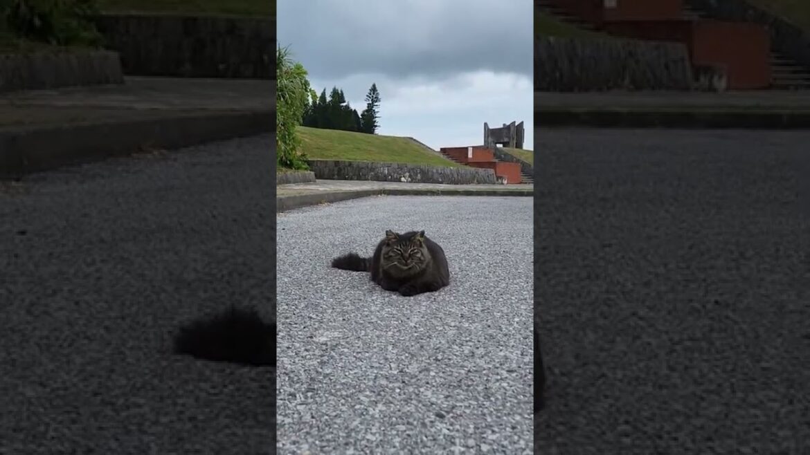 駐車にゃんこ #shorts