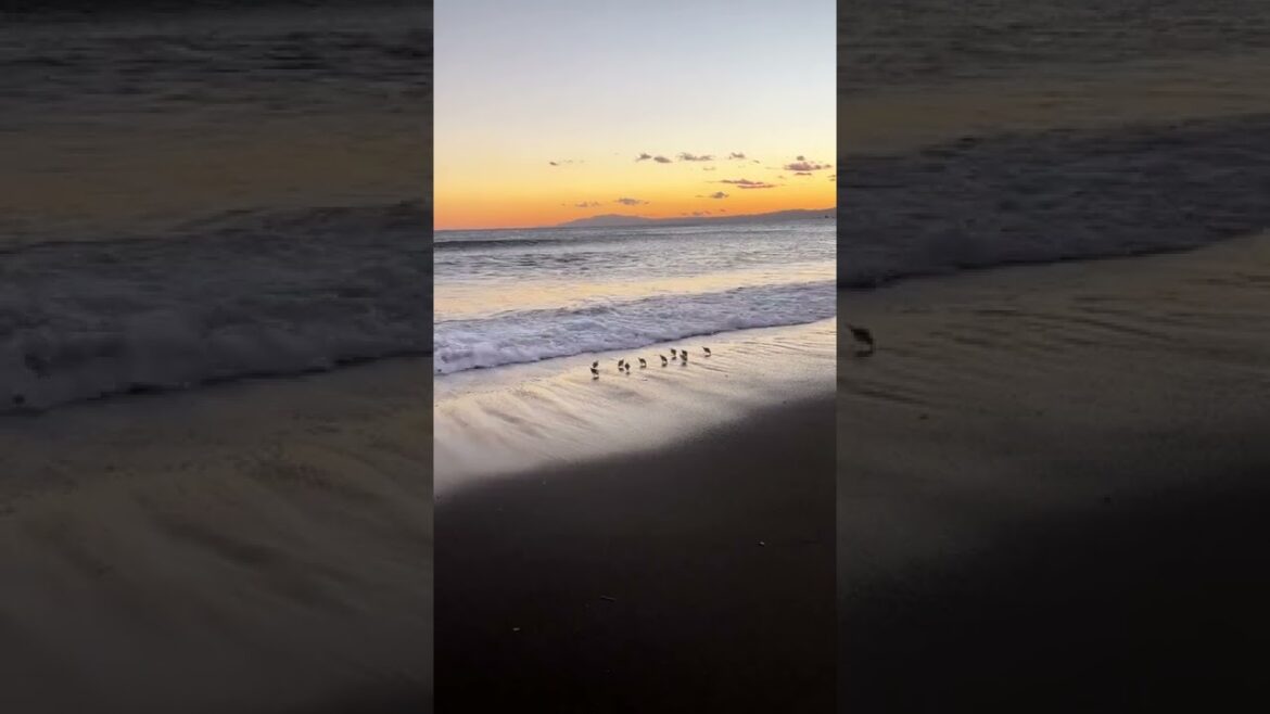 🐦 Watch what the birds do when waves hit