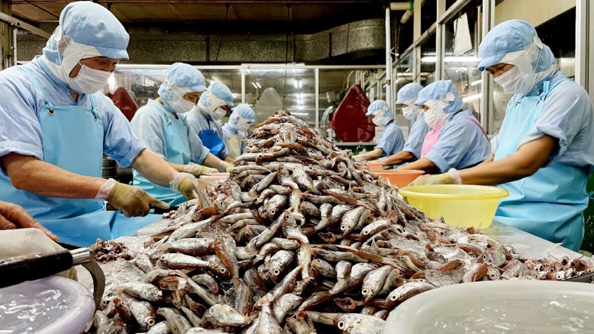 Japanese Fish Factory Tour! 1300 Fish lose their HEADS in 30minutes! Japanese Fish Factory Tour! 1300 Fish lose their HEADS in 30minutes!