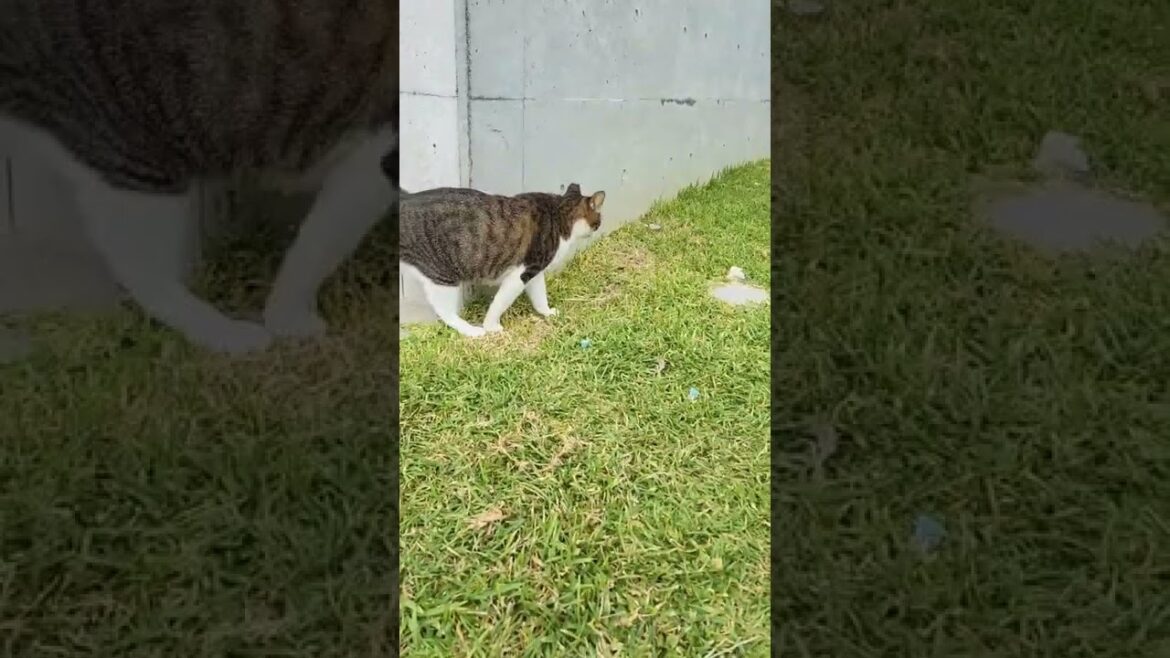 残波岬のにゃんこ達 #shorts