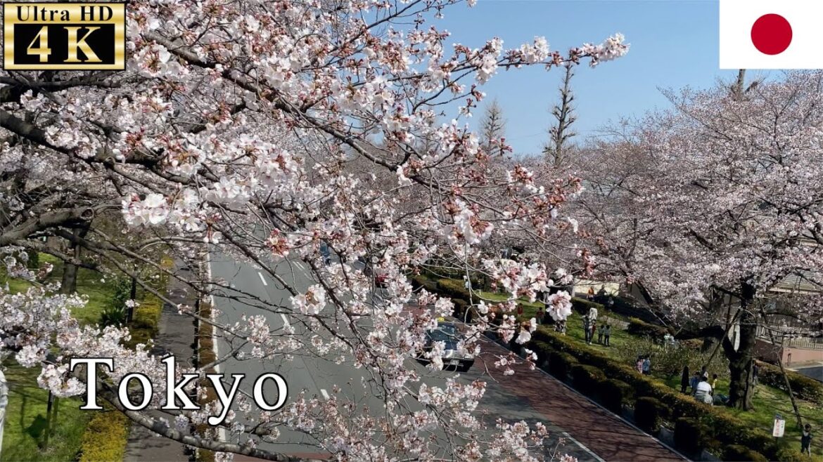 🇯🇵Cherry Blossoms, SAKURA - Tokyo Spring Walk - 【4K 60fps】