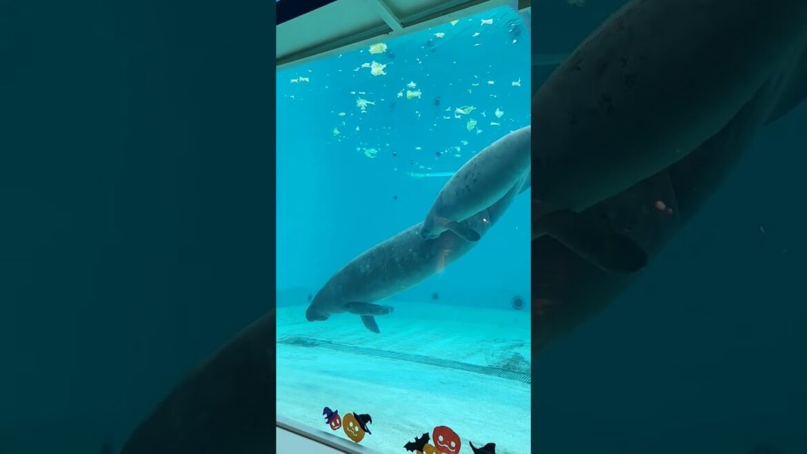 美ら海水族館のマナティーの親子 #shorts