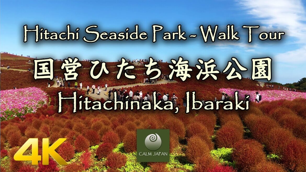【4K】Hitachi Seaside Park (国営ひたち海浜公園) – Walk Tour – Hitachinaka, Ibaraki 【4K】Hitachi Seaside Park (国営ひたち海浜公園) - Walk Tour - Hitachinaka, Ibaraki