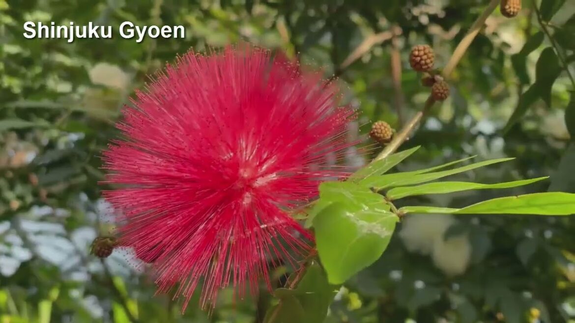 Shinjuku gyoen national garden | 新宿 御苑 なチオなl がr電 Shinjuku gyoen national garden | 新宿 御苑 なチオなl がr電