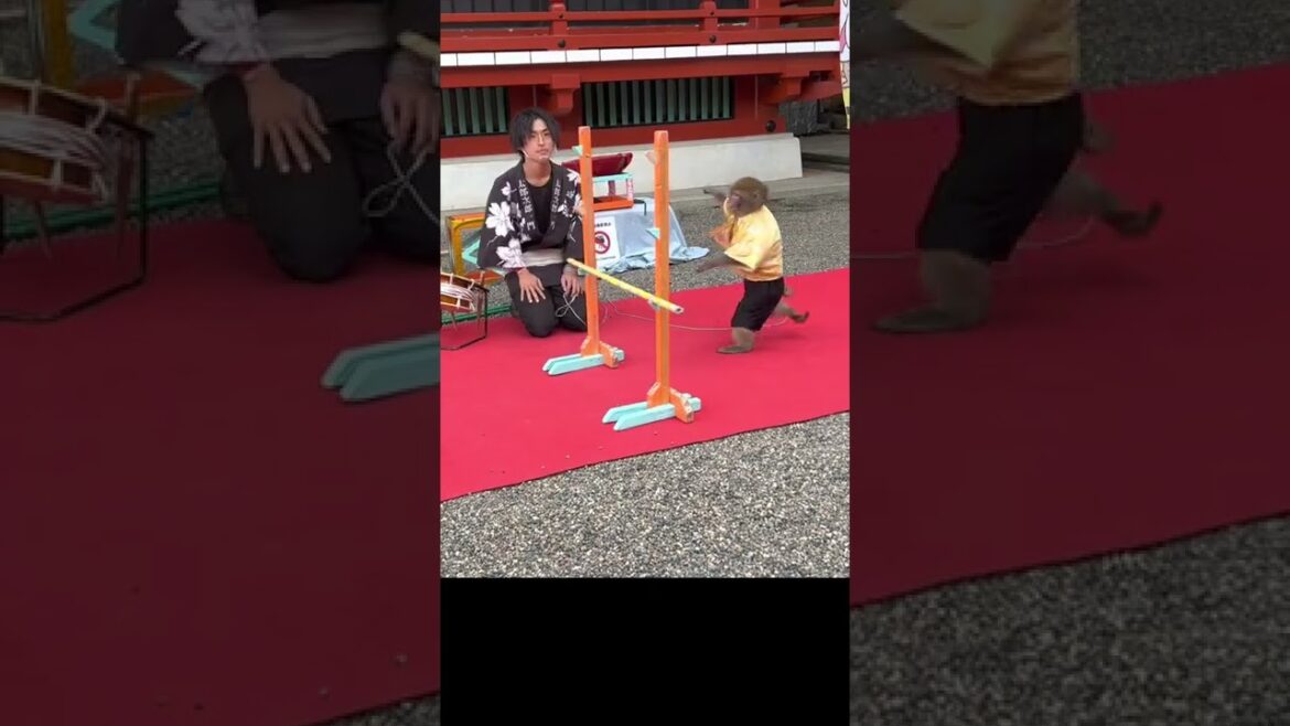 monky show in tokyo street #shorts monky show in tokyo street #shorts