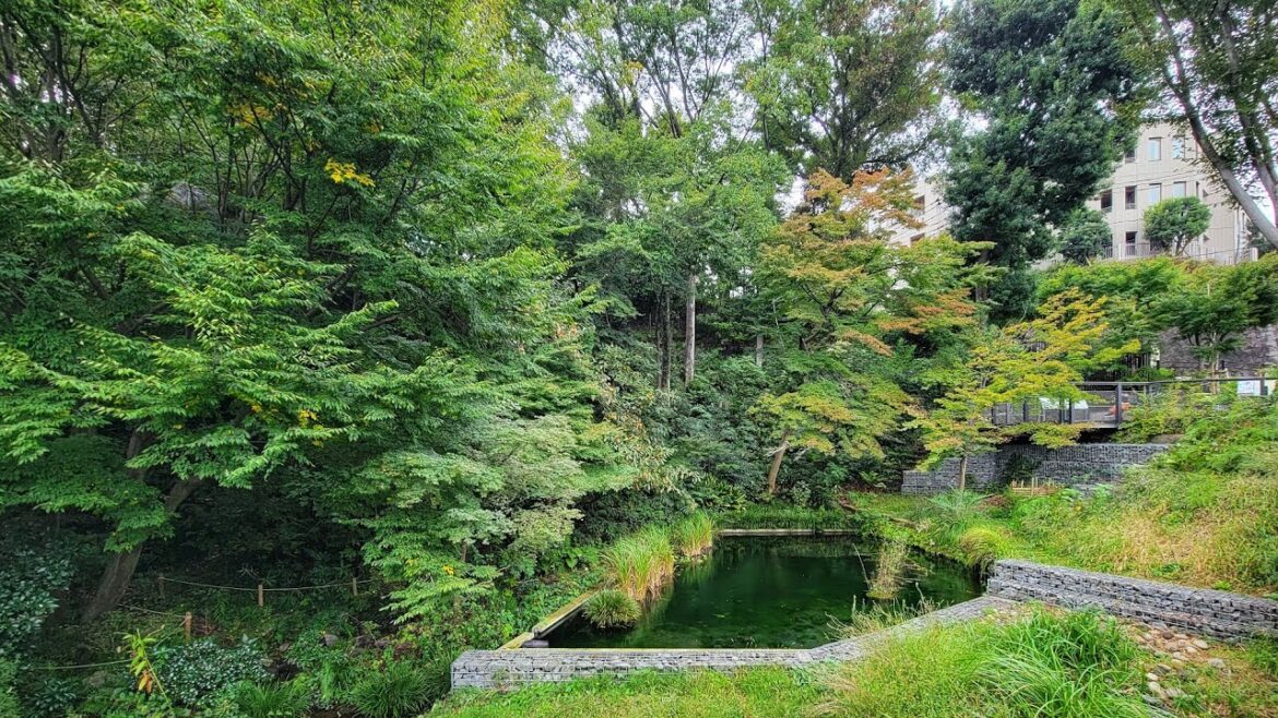 Rainy Futako-Tamagawa Morning Walk
