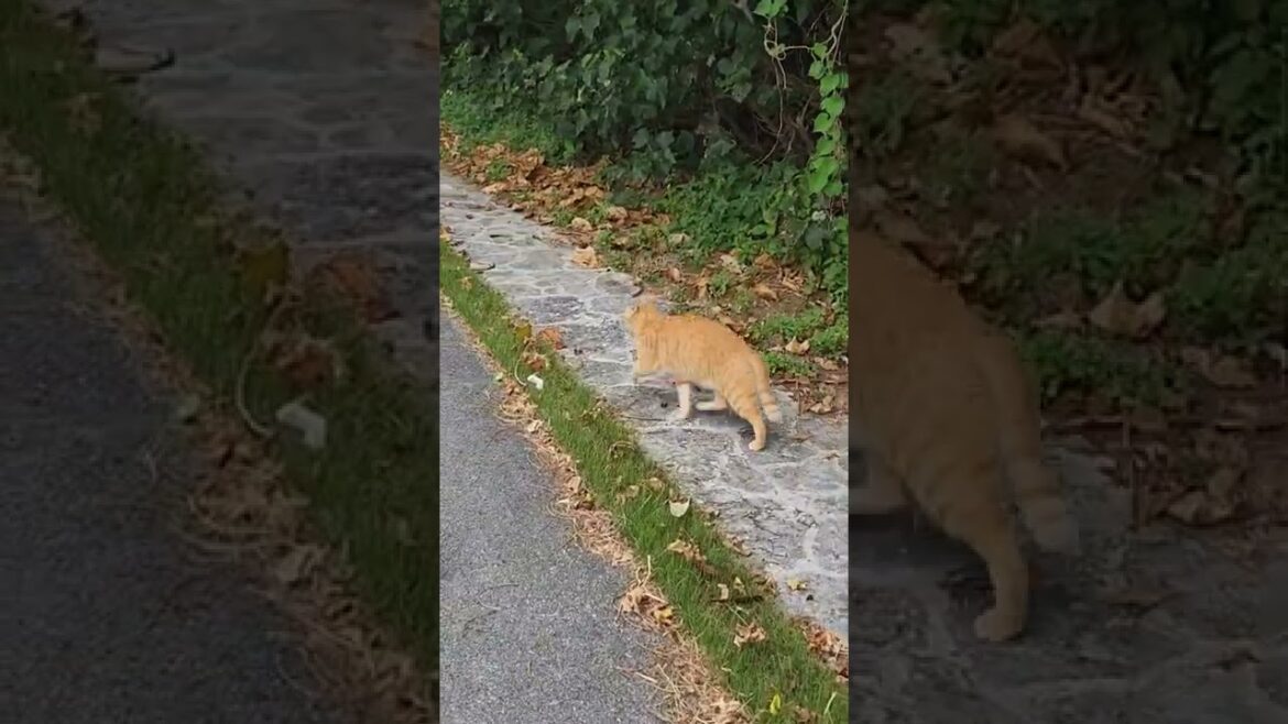 残波岬の野良猫 #shorts