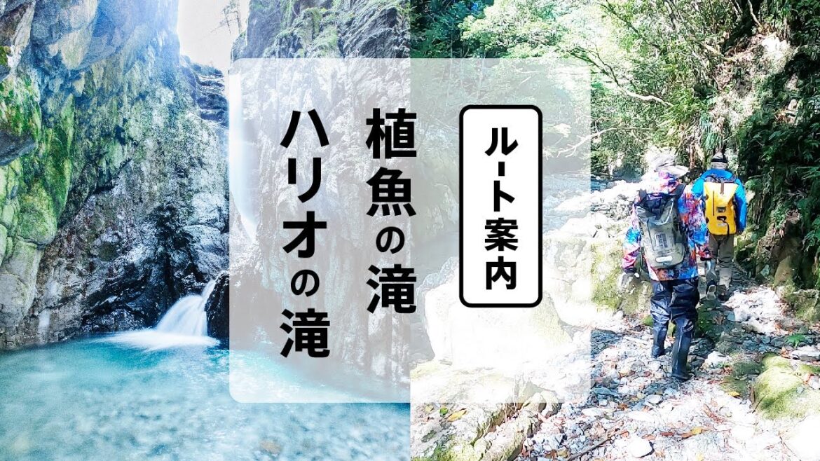植魚の滝・ハリオの滝への行き方［ルート案内］（大塔橋→植魚の滝→ハリオの滝）：古座川町の秘境の滝