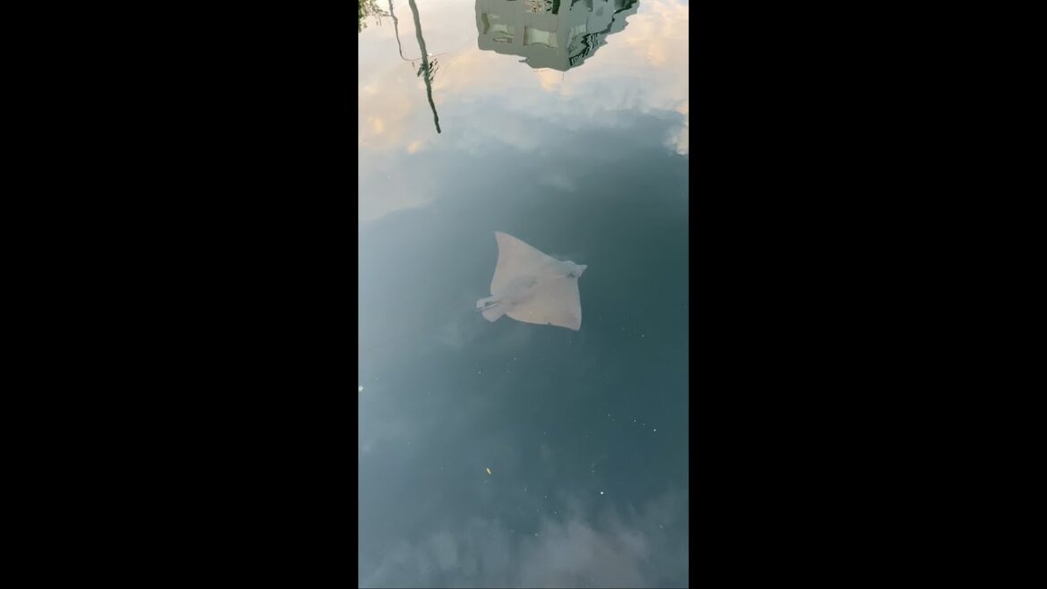 Take a walk and see live stingrays along the way in Kobe, Japan