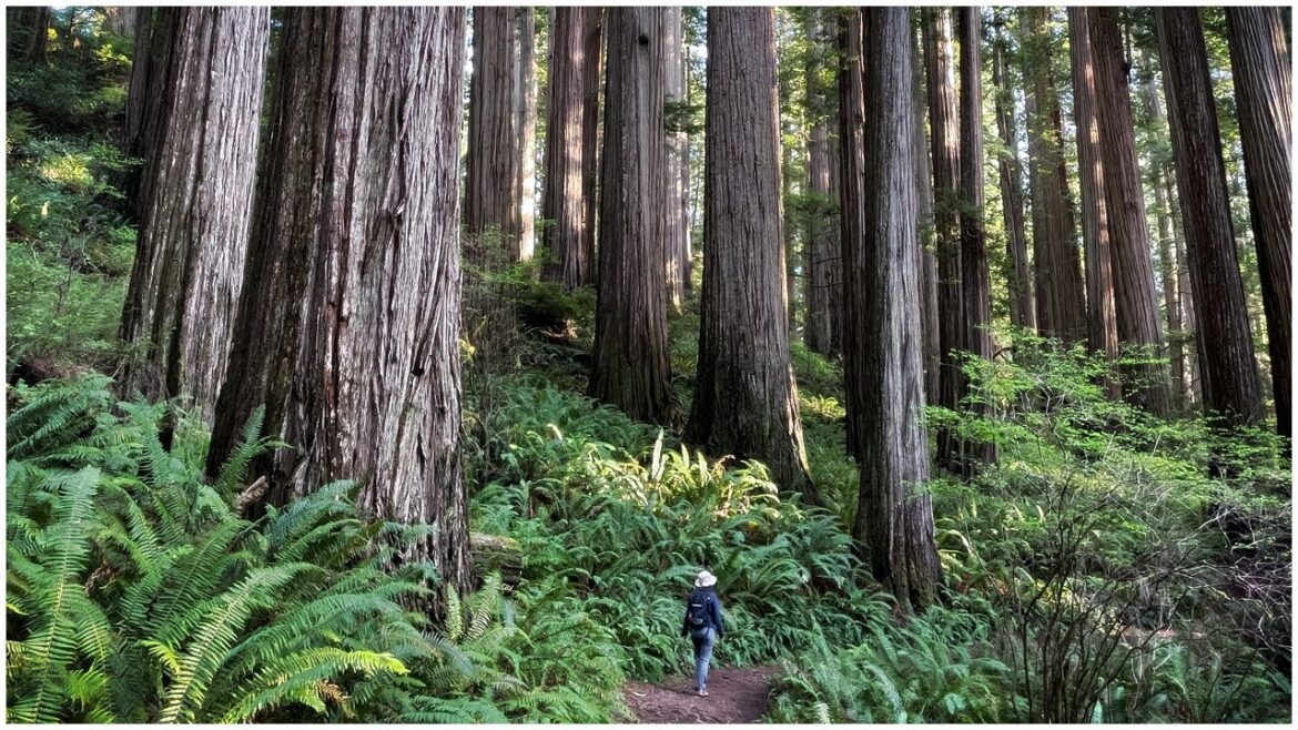 Virtual Hike - James Irvine Trail to Fern Canyon - Redwood Trees