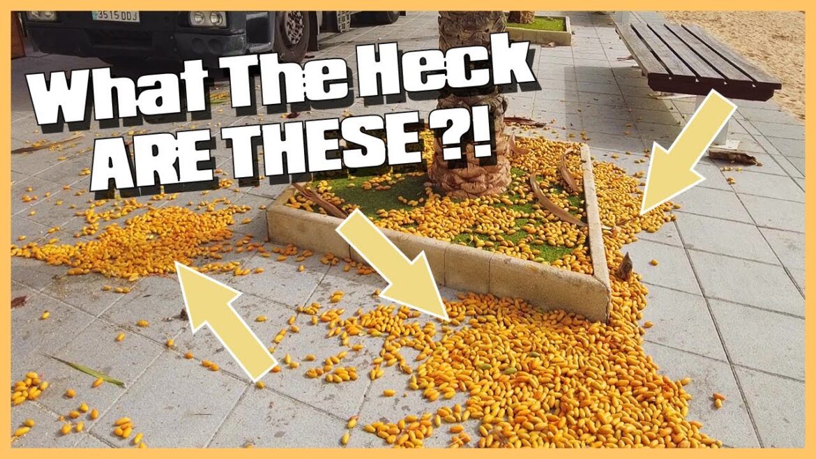 Windy Day In Torrevieja Promenade Walking Tour | Costa Blanca Spain