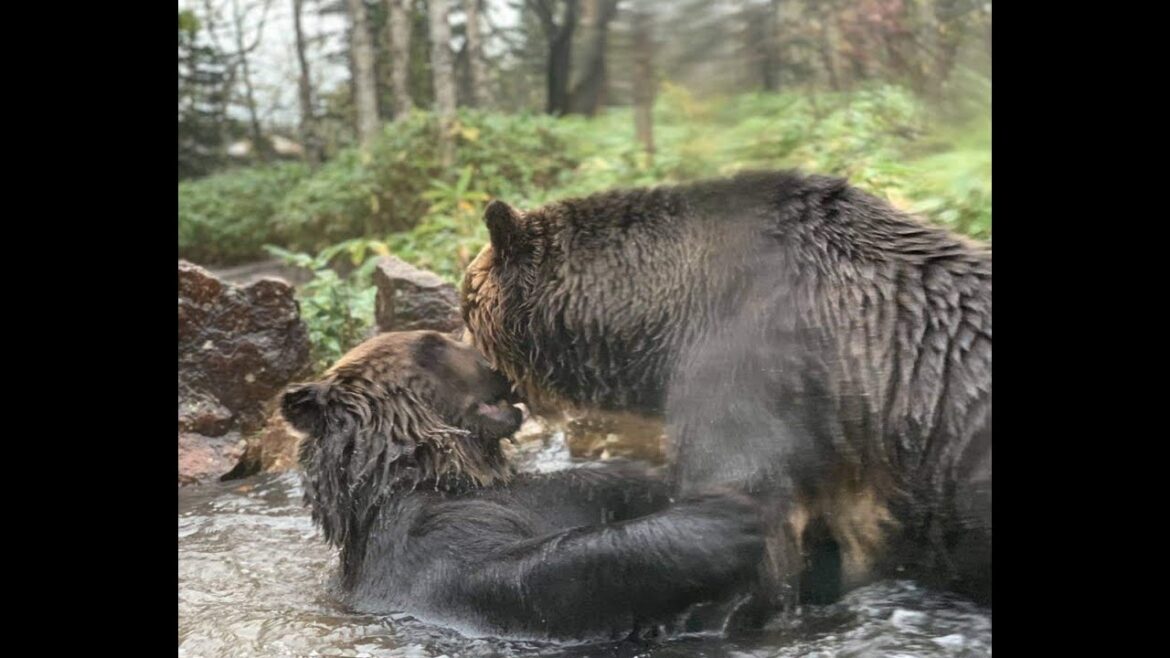 100％遭遇　ヒグマが目の前。池の中で 熊 VS 熊   #cc_for_subtitle     #一人旅       #trip