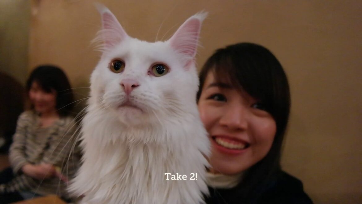 Cat Cafe Temari no Ouchi てまりのおうち - Travellymoky