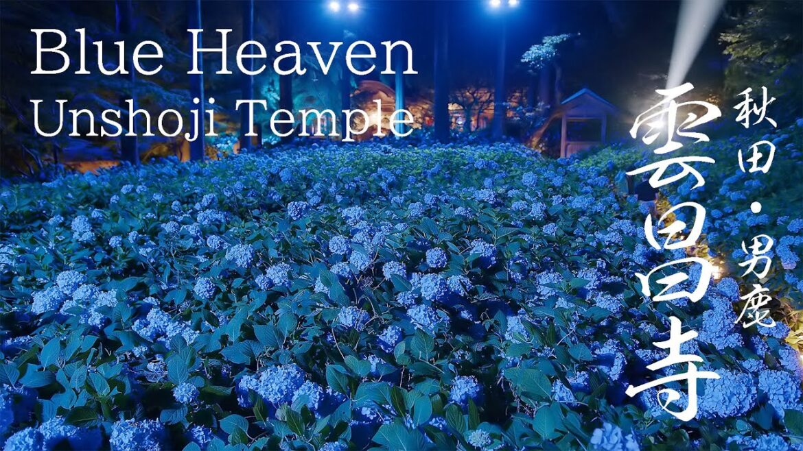 男鹿あじさい寺 雲昌寺の紫陽花 Hydrangea flowers Temple | Oga Unsyoji | Akita Japan 4K 男鹿半島観光 東北の花風景