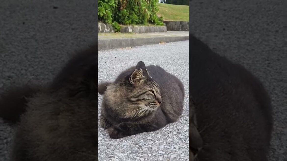 ふかふかもふもふにゃんこ #shorts