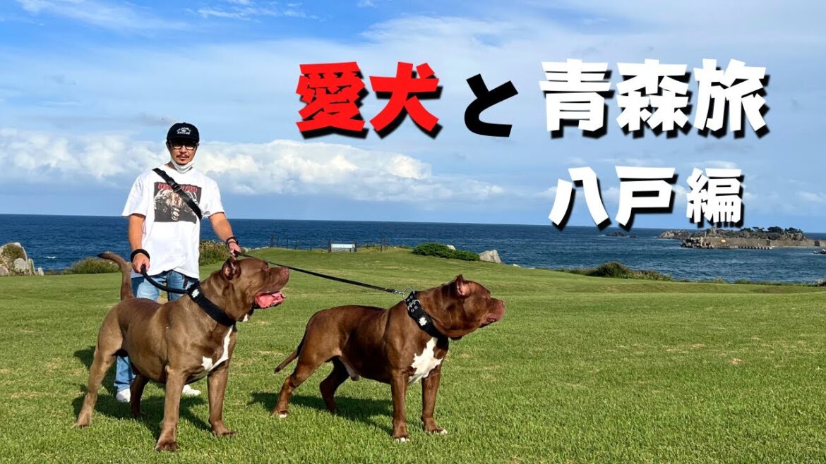 【犬連れ車中泊旅】青森県八戸市 八食センターに蕪嶋神社！大パノラマの海岸で愛犬とのびのび散歩♪