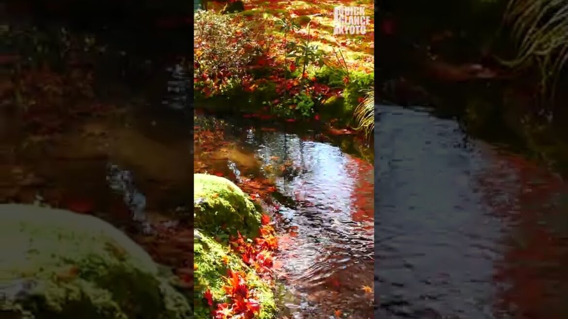The garden of Shishiku, which is colored with fiery red autumn leaves, shines in the gentle sunshine