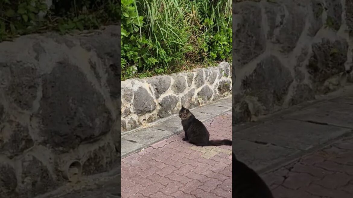 待機にゃんこ #shorts