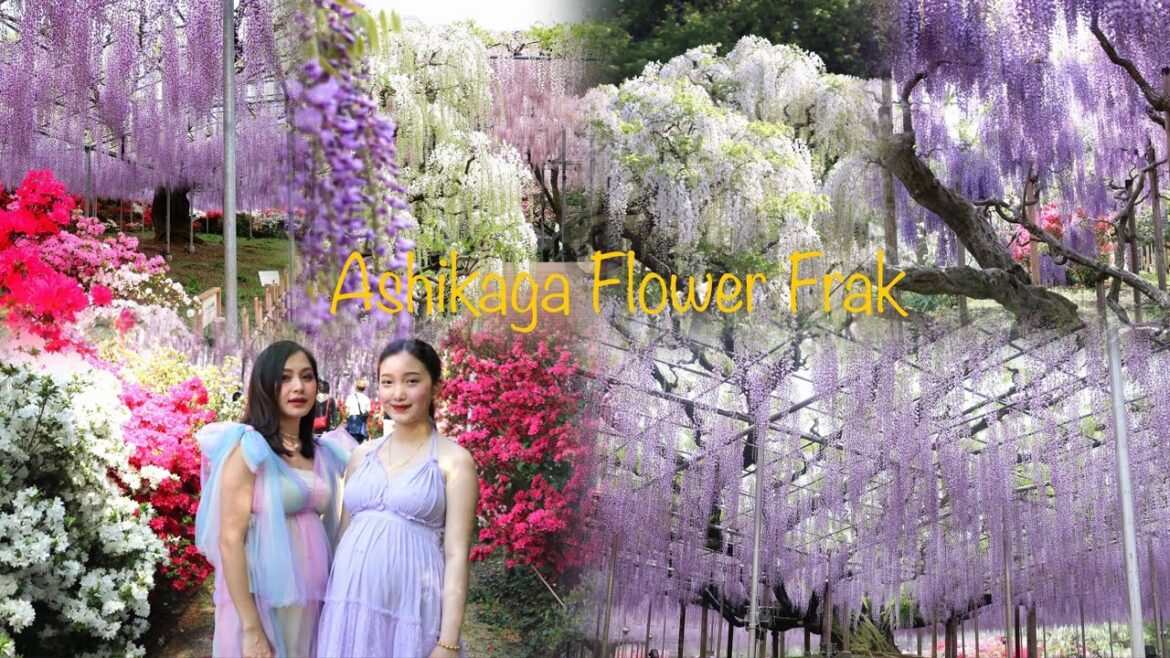 Ncig Saib Vaj Paj Ashikaga Flower Park