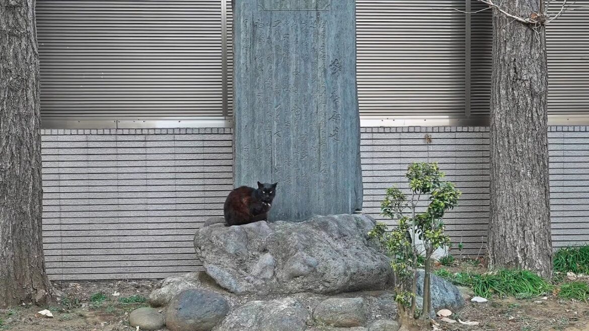 In pursuit of Haruki Murakami - Norwegian Wood walk・4K HDR