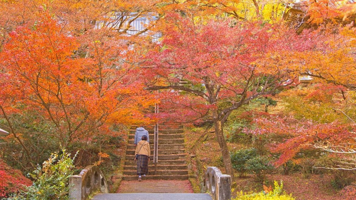 8K HDR  静岡 大洞院の紅葉 Shizuoka,Daitoin in Autumn
