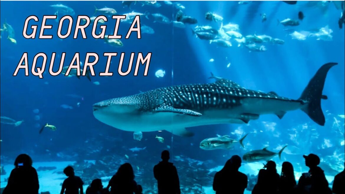 Atlanta Travel Series  – Georgia Aquarium , 4K Aquarium Tour Atlanta Travel Series  - Georgia Aquarium , 4K Aquarium Tour