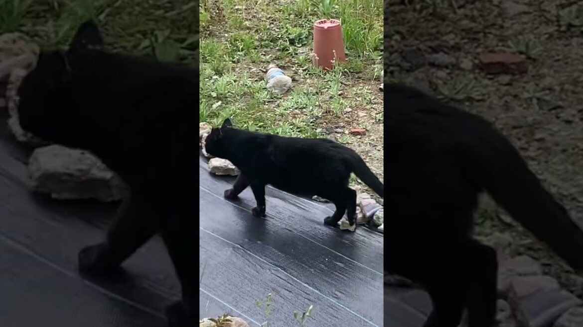 Stray Cat in JAPAN!!