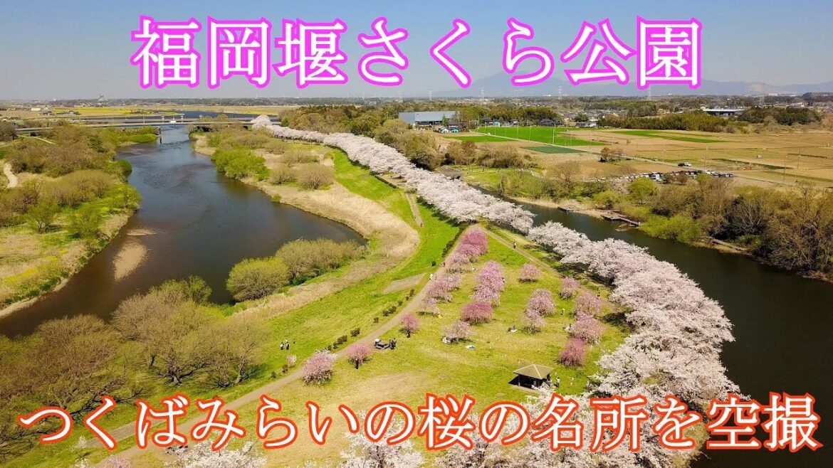 【ドローン空撮 4K】『桜満開の福岡堰さくら公園 つくばみらいの桜の名所を空撮』茨城 観光名所 [cherry blossom spot,Sightseeing spots in Japan]