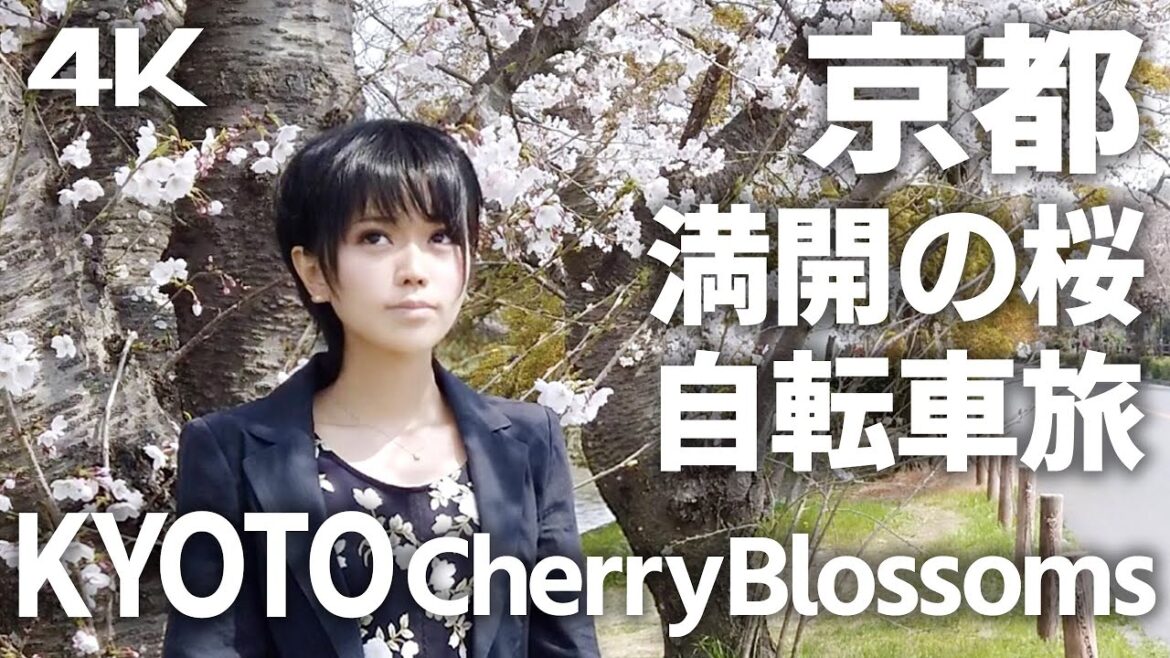 京都 満開の桜 鴨川 自転車でお花見 KYOTO JAPAN 2019 CHERRY BLOSSOMES 4K→説明欄 supernabura