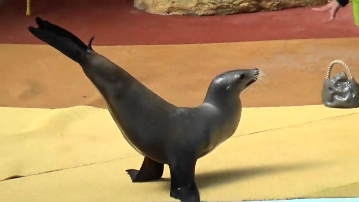 バカの戯言　アニマルアクション　アドベンチャーワールド（和歌山県白浜町）