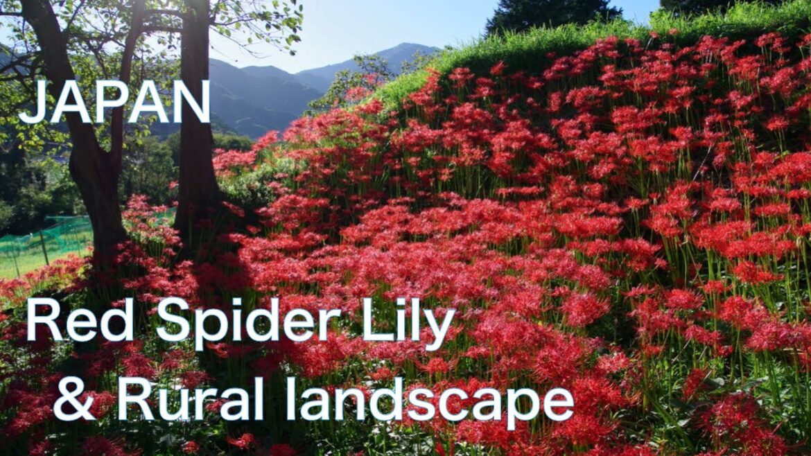 Autumn is coming in JAPAN. It's the best time for Red Spider Lilies. 彼岸花 曼珠沙華 Autumn is coming in JAPAN. It's the best time for Red Spider Lilies. 彼岸花 曼珠沙華