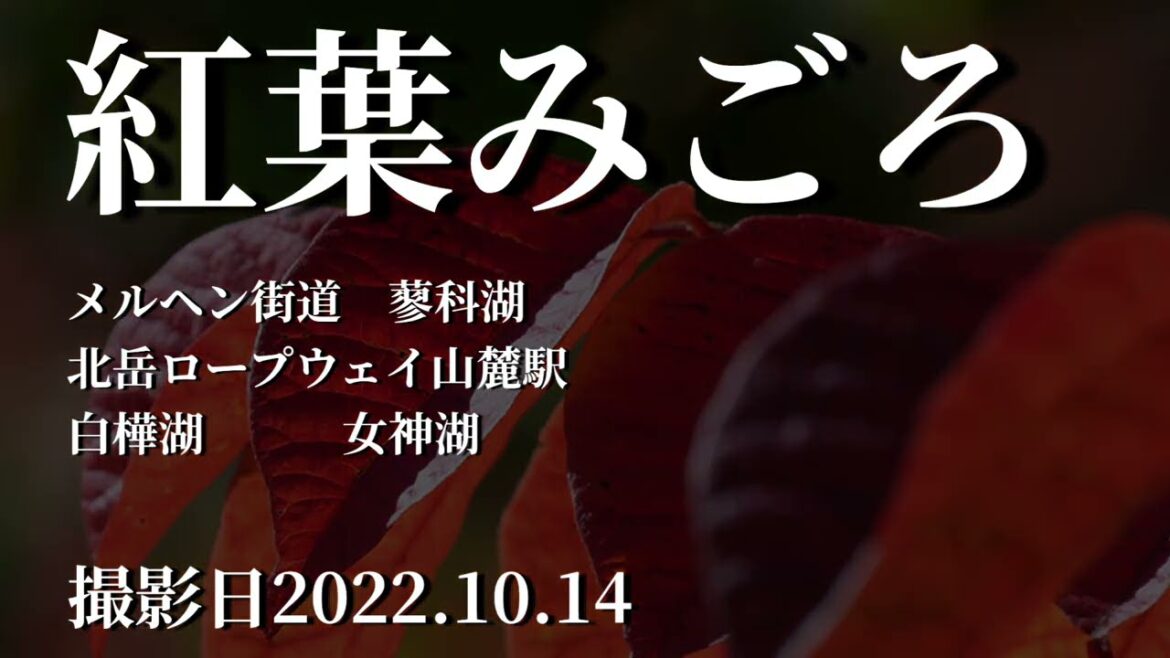 紅葉みごろメルヘン街道蓼科湖北岳ロープウェイ山麓駅白樺湖女神湖の紅葉情報　撮影日2022.10.14 Autumn leaves information in Nagano, Japan