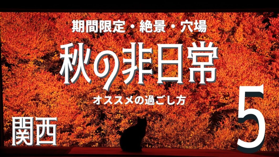 【関西】美しすぎる！秋の非日常オススメの過ごし方５プラン。/一度は乗りたい観光列車・紅葉の隠れ里・鉄板の絶景紅葉・関西屈指のツルツル美人の湯など