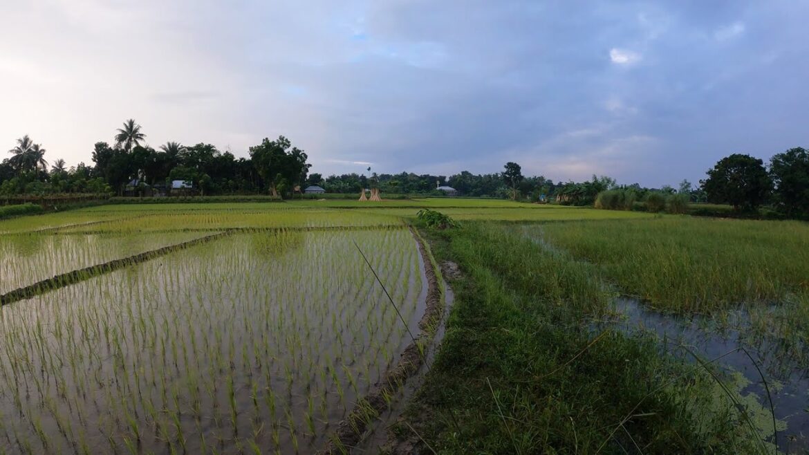 A Rainy Day Walk in a Beautiful Field | Peaceful Rain Walking Tour | 4k ASMR Walk A Rainy Day Walk in a Beautiful Field | Peaceful Rain Walking Tour | 4k ASMR Walk