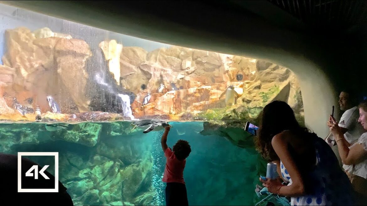 Aquarium of Genoa (Acquario di Genova) Italy 🇮🇹 4K UHD 60fps. Walking Tour 2022 Aquarium of Genoa (Acquario di Genova) Italy 🇮🇹 4K UHD 60fps. Walking Tour 2022