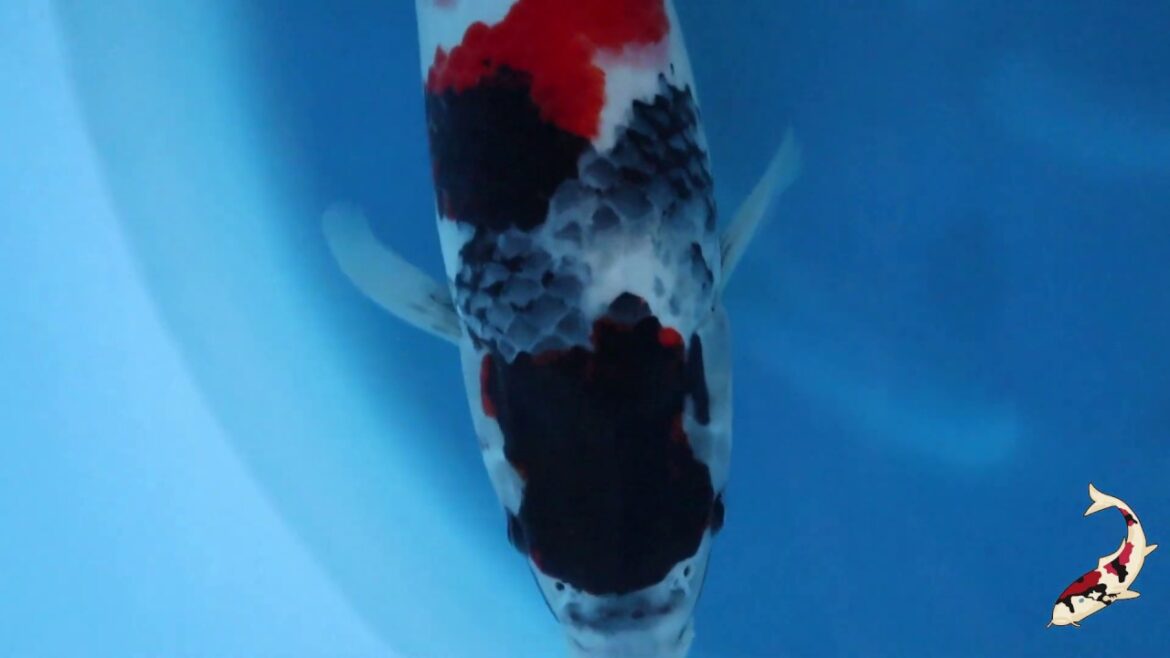 Koi Farm Koshiji SelectKoi.com